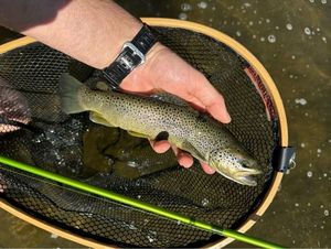 Brown Trout