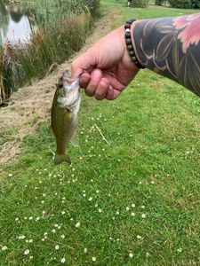 Largemouth Bass