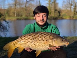 Common Carp