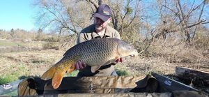 Common Carp