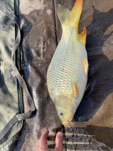 Common Carp