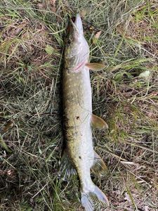 Northern Pike