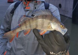 European Perch