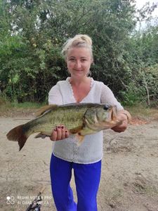 Largemouth Bass