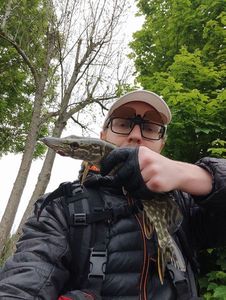Northern Pike