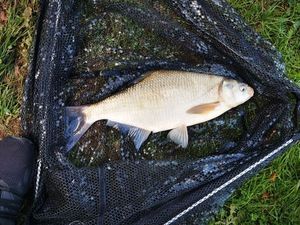 Common Bream