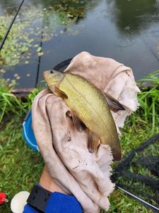 Tench