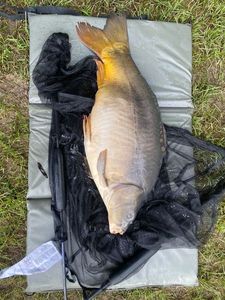 Leather Carp