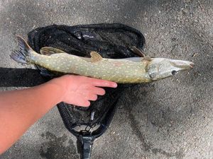 Northern Pike
