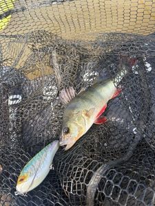 European Perch