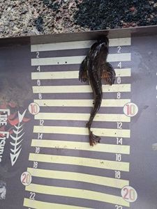 Black Goby