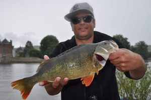 European Perch