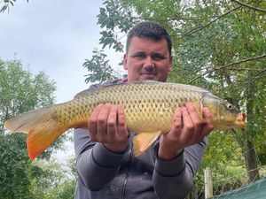 Common Carp