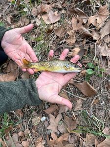 Brown Trout