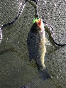 Largemouth Bass
