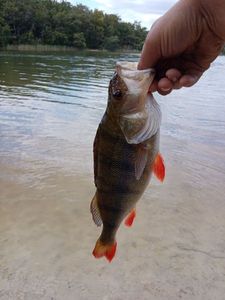 European Perch