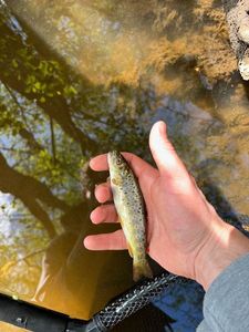 Brown Trout