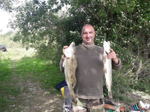Zander