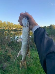 Northern Pike