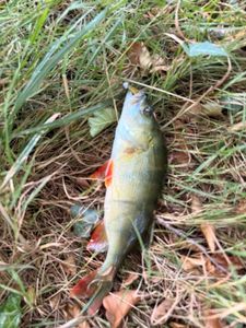 European Perch