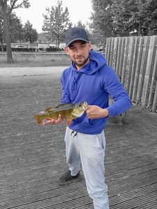 European Perch