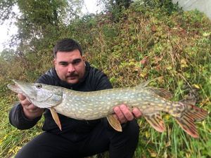 Northern Pike