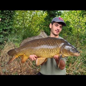Common Carp