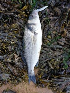 European Bass (Seabass)