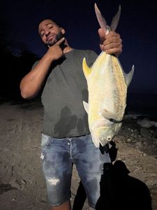 Crevalle Jack