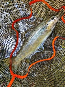 Brown Trout