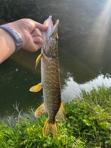 Northern Pike