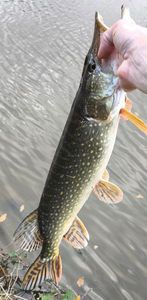 Northern Pike