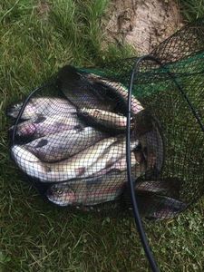 Rainbow Trout caught by Corentin Schoendorf
