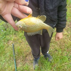 Green Sunfish