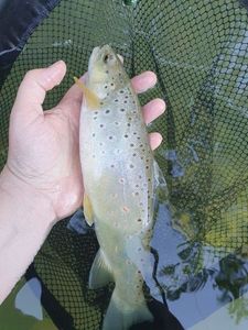 Brown Trout fångad av Laurent Picard