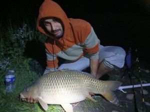 Common Carp