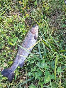 Rainbow Trout