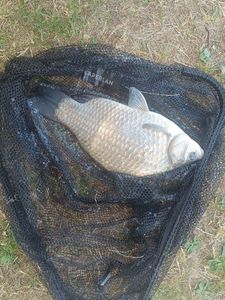 Crucian Carp