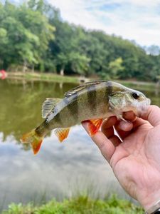 European Perch