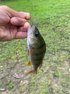 European Perch