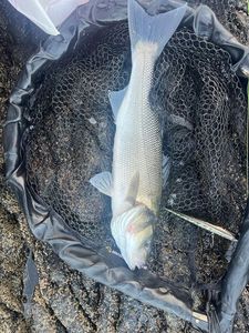 European Bass (Seabass)