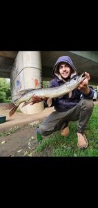 Chain Pickerel
