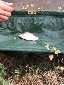 Crucian Carp