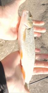 Chub