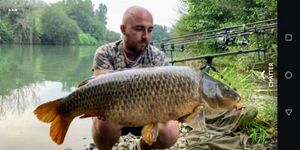 Common Carp