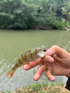 European Perch