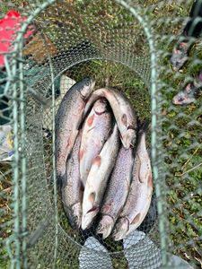 Rainbow Trout