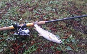 Brown Trout