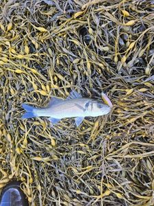 European Bass (Seabass)