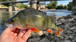European Perch